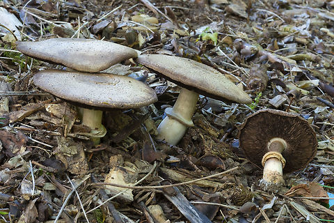 Inky mushroom not edible, despite it's looks...  Agaricus moelleri,Fall,Geotagged,United States