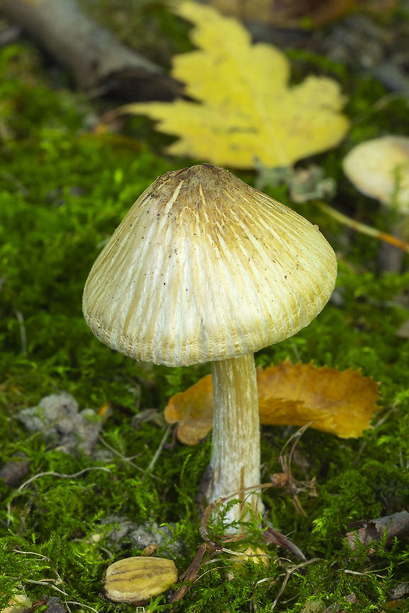 Inocybe fuscodisca  Fall,Geotagged,Inocybe fuscodisca,United States