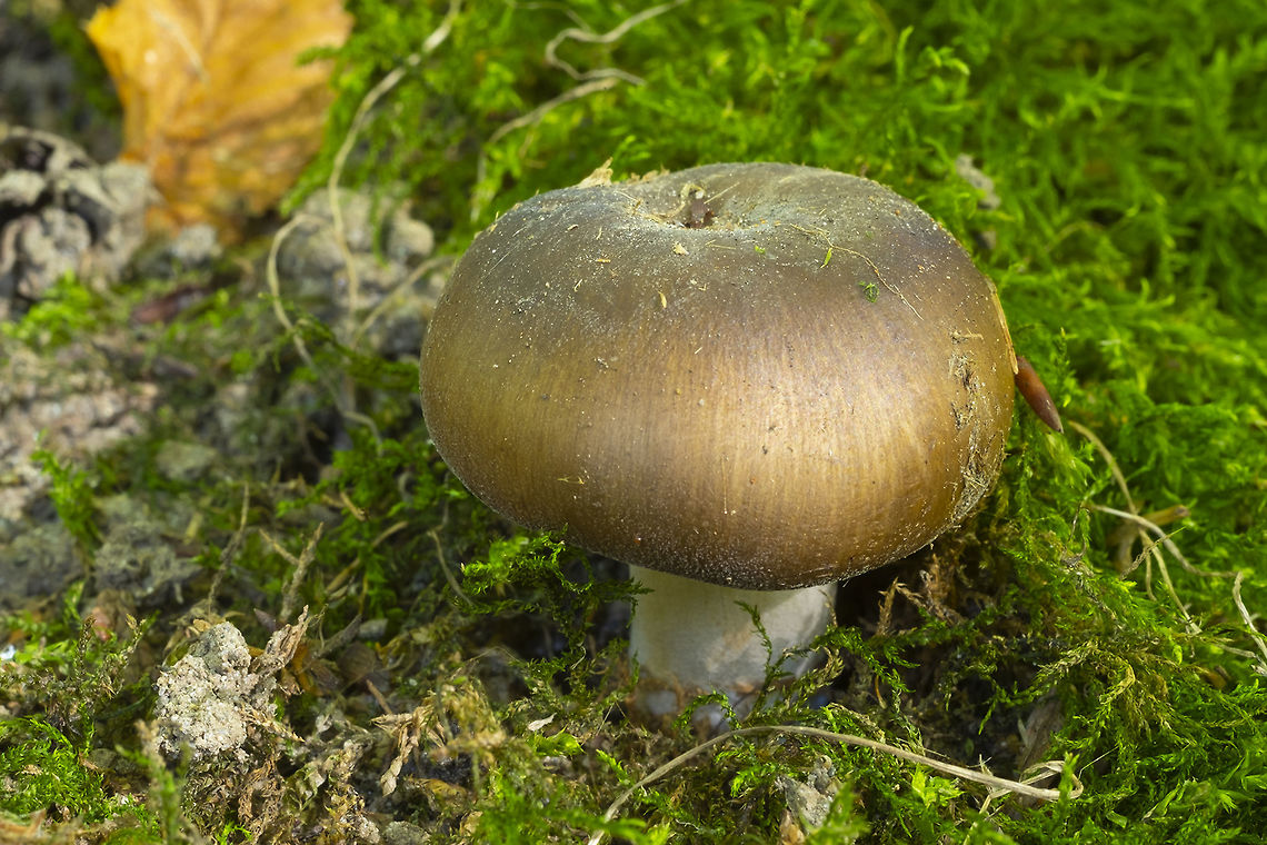 Small brown russula  Fall,Geotagged,United States