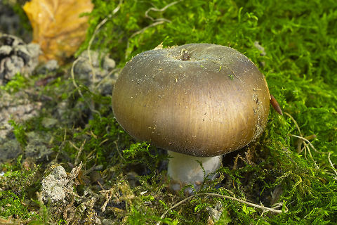 Small brown russula  Fall,Geotagged,United States