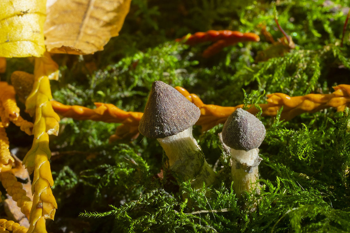 Tiny brown Cortinarius pins so cute...  Fall,Geotagged,United States