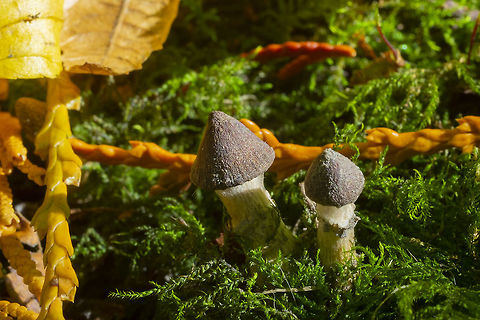 Tiny brown Cortinarius pins so cute...  Fall,Geotagged,United States