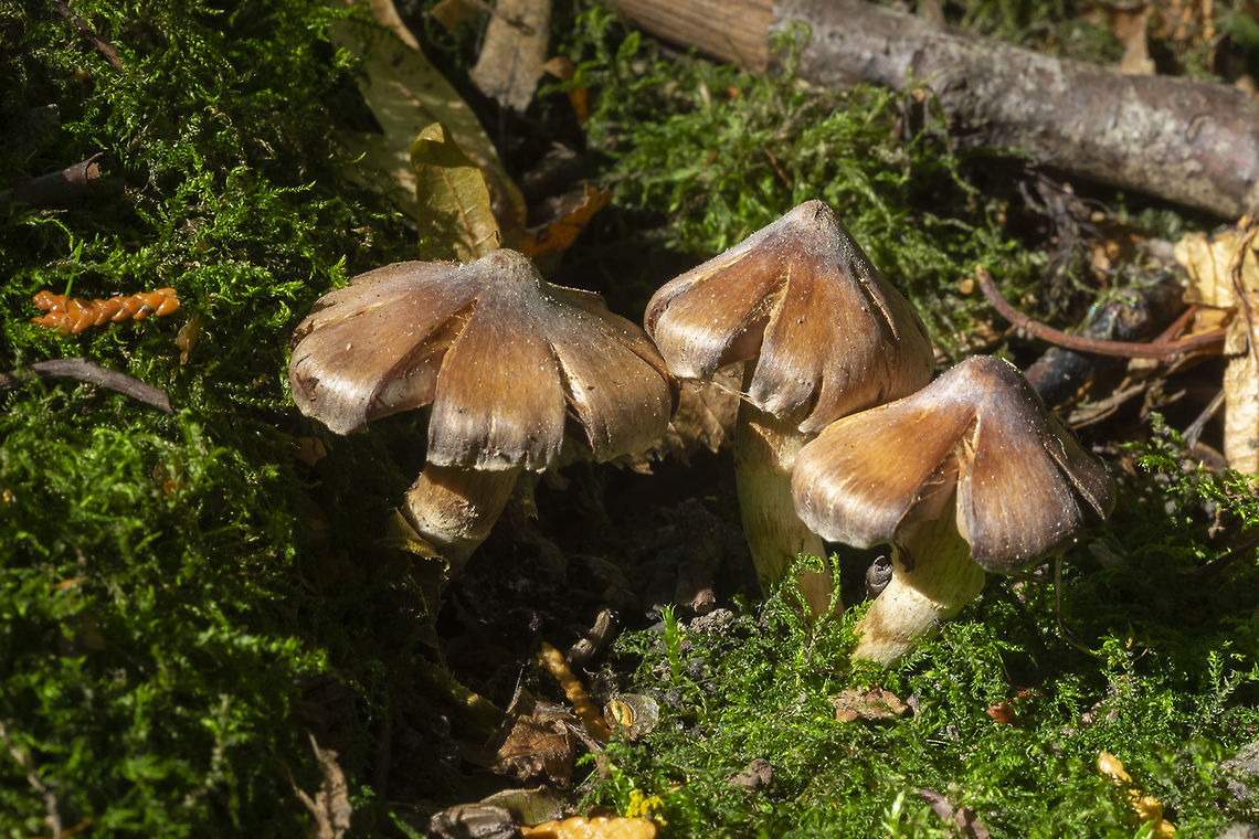 Tiny brown Cortinarius with split caps  Fall,Geotagged,United States