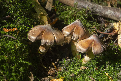 Tiny brown Cortinarius with split caps  Fall,Geotagged,United States