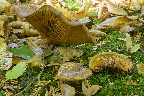 common roll rim  Fall,Geotagged,Paxillus involutus,Poison Pax,United States