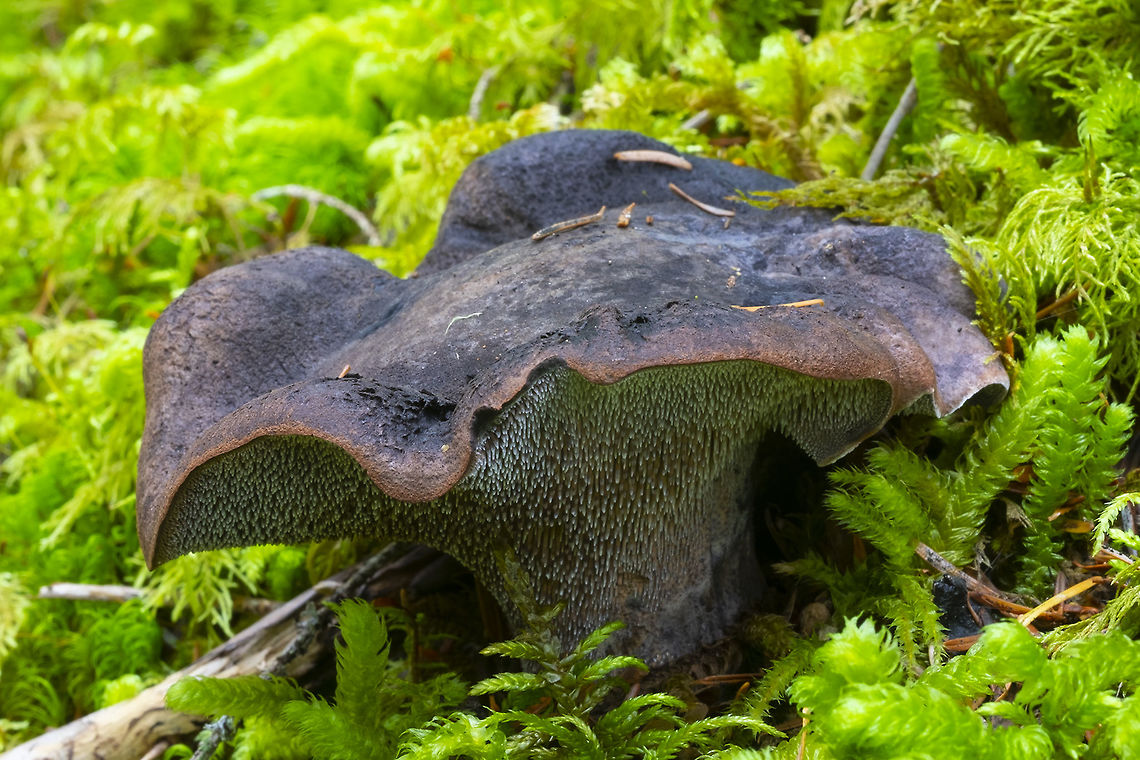 Sarcodon fuscoindicus  Fall,Geotagged,Sarcodon fuscoindicus,United States