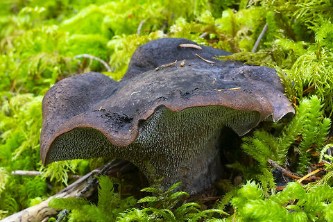 Sarcodon fuscoindicus  Fall,Geotagged,Sarcodon fuscoindicus,United States