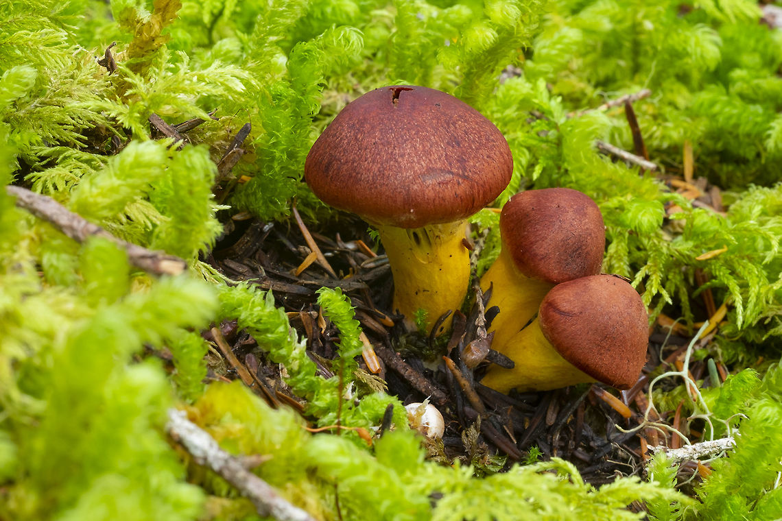 Tiny mushrooms brick red cap yellow stem I thought for sure these would be an easy ID.... but no can&#039;t find them. Brick red cap, bright yellow stem cortina Fall,Geotagged,Plums and Custard,Tricholomopsis rutilans,United States