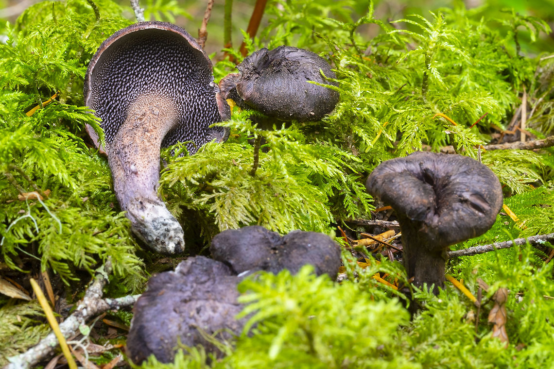 Sarcodon fuscoindicus small/immature? variety I figured for sure these would be a different species, like the two types of hedgehogs, one large and one small, but I find no indication that they are not the same. Fall,Geotagged,Sarcodon fuscoindicus,United States