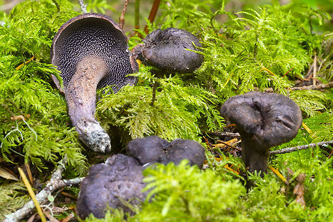 Sarcodon fuscoindicus small/immature? variety I figured for sure these would be a different species, like the two types of hedgehogs, one large and one small, but I find no indication that they are not the same. Fall,Geotagged,Sarcodon fuscoindicus,United States