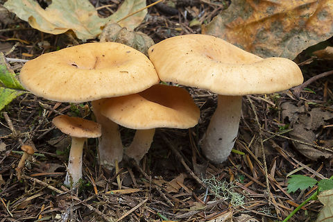 meadow wax cap  Cuphophyllus pratensis,Fall,Geotagged,Meadow waxcap,United States