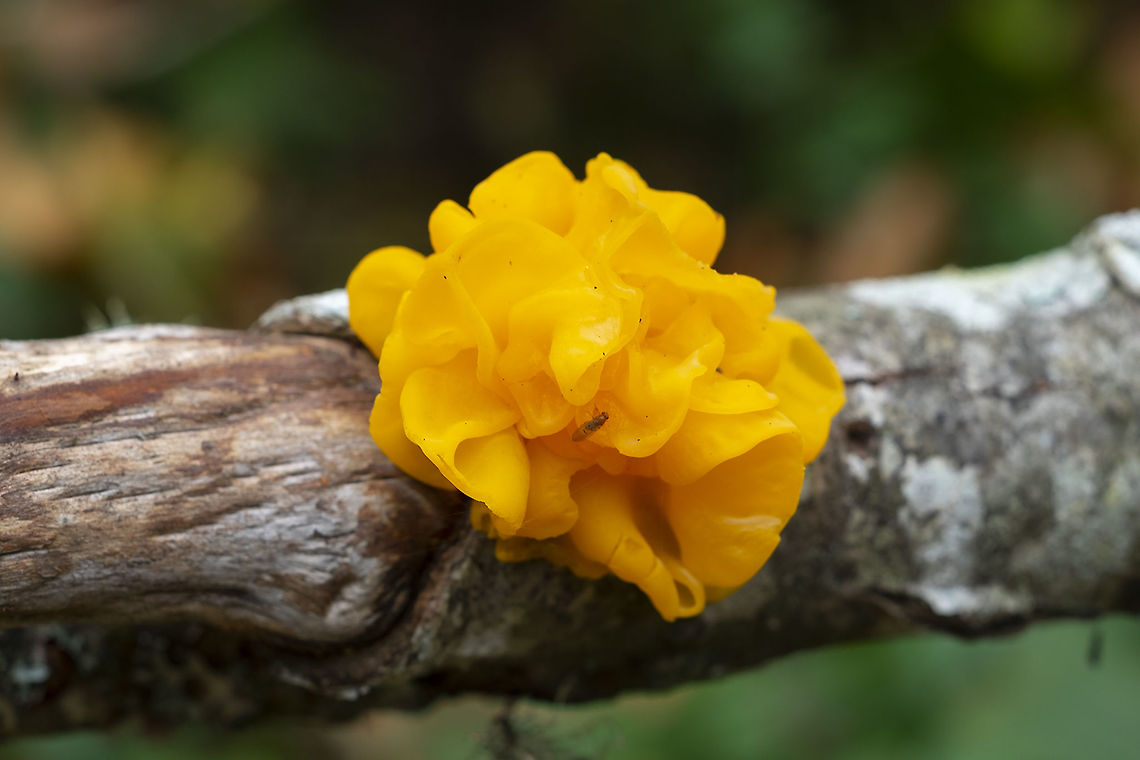 Tremella aurantia on birch  Fall,Geotagged,Tremella aurantia,United States