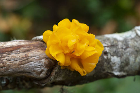 Tremella aurantia on birch  Fall,Geotagged,Tremella aurantia,United States