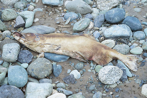 spawned out chum salmon but the most interesting thing is the next photo.... these fish were being decomposed by a thick layer of some type of fungus with an appearance quite like a coral fungi...  Chum salmon,Fall,Geotagged,Oncorhynchus keto,United States
