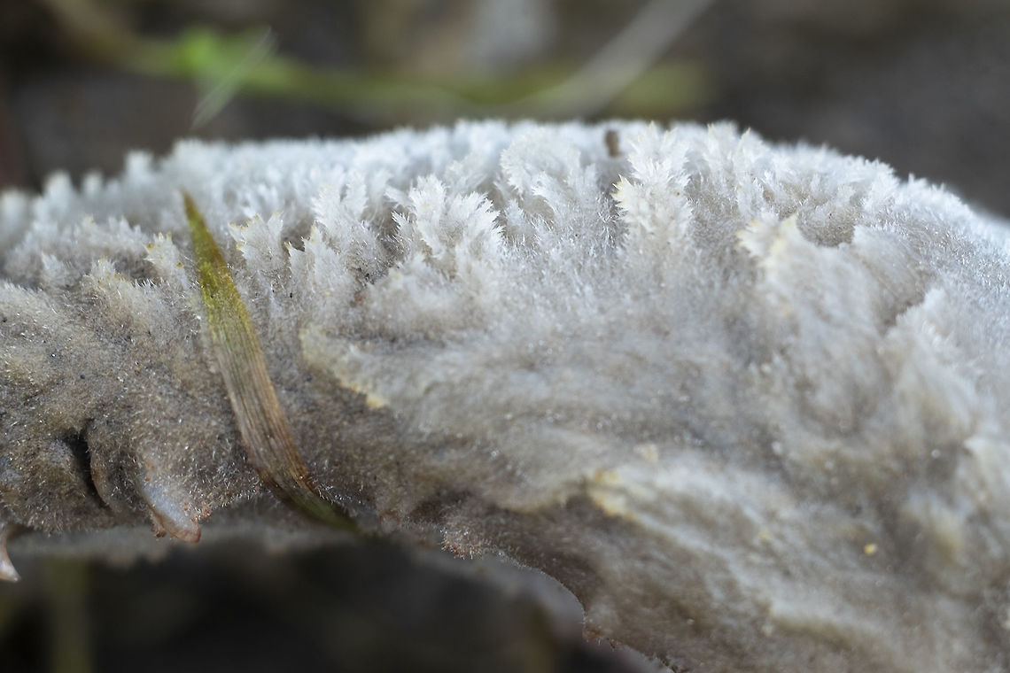 Saprolegnia fish fungus this crazy looking stuff was decomposing the spawned out salmon on the river banks. I'm hoping maybe I'll be able to get an ID, as I'm guessing that somewhere, someone working at a hatchery or fish farm has written a monograph or two on fish diseases...  Fall,Geotagged,United States