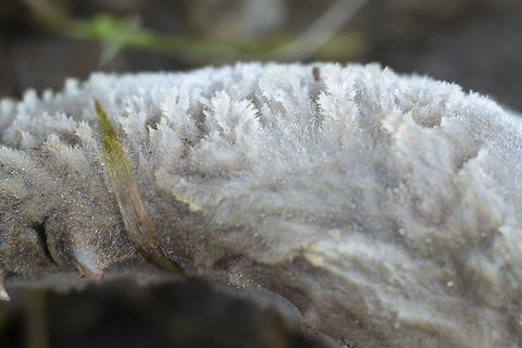 Saprolegnia fish fungus this crazy looking stuff was decomposing the spawned out salmon on the river banks. I'm hoping maybe I'll be able to get an ID, as I'm guessing that somewhere, someone working at a hatchery or fish farm has written a monograph or two on fish diseases...  Fall,Geotagged,United States