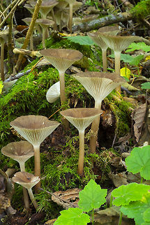 Clitocybula atrialba  Black and white Clitocybula,Clitocybula atrialba,Fall,Geotagged,United States