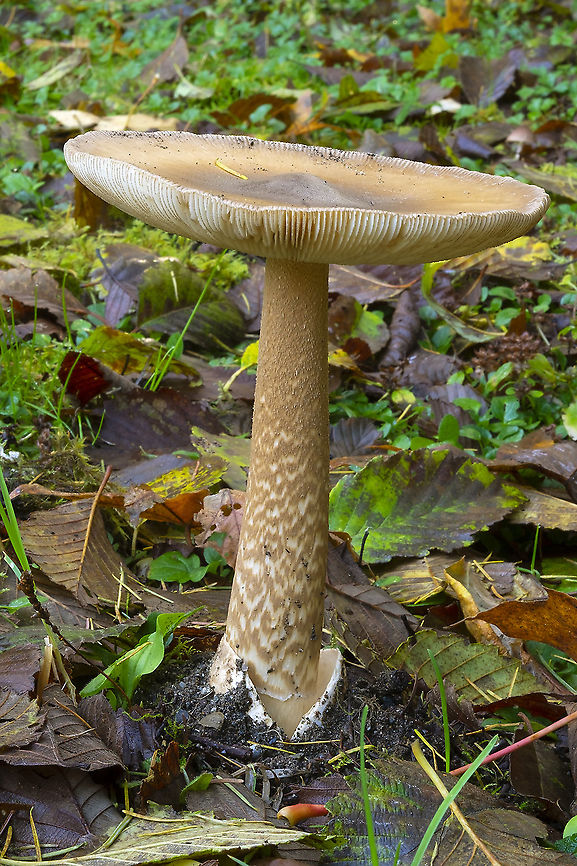 western grisette  Amanita pachycolea,Fall,Geotagged,United States,Western grisette