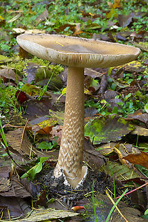 western grisette  Amanita pachycolea,Fall,Geotagged,United States,Western grisette