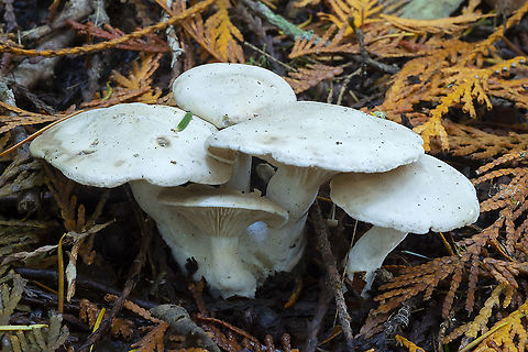 Clitocybe sp.  Fall,Geotagged,United States