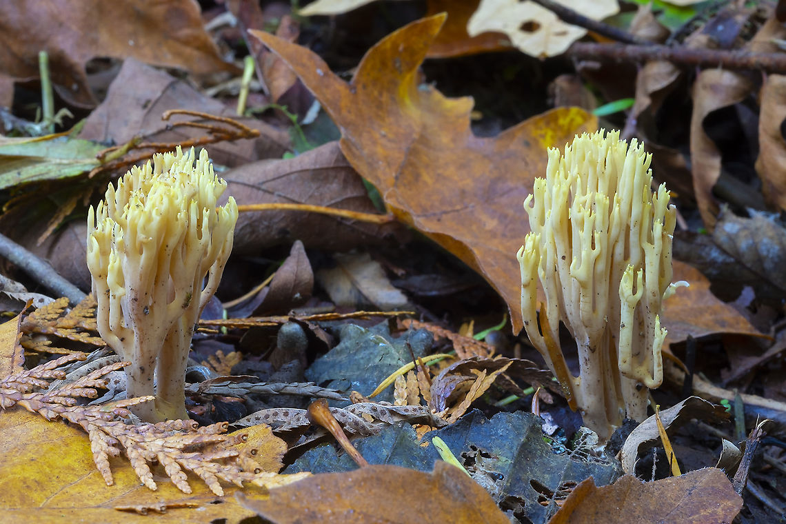 Ramaria sp.  Fall,Geotagged,United States