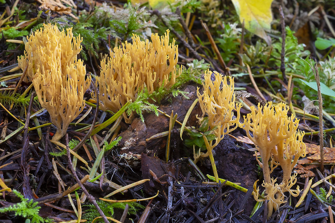 Phaeoclavulina sp.  Fall,Geotagged,United States