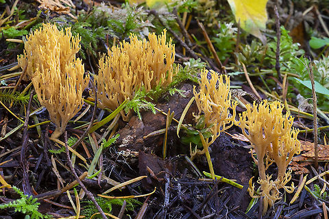 Phaeoclavulina sp.  Fall,Geotagged,United States