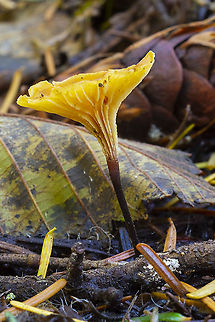 Xeromphalina cornui looking like an inside out umbrella Fall,Geotagged,United States,Xeromphalina cornui