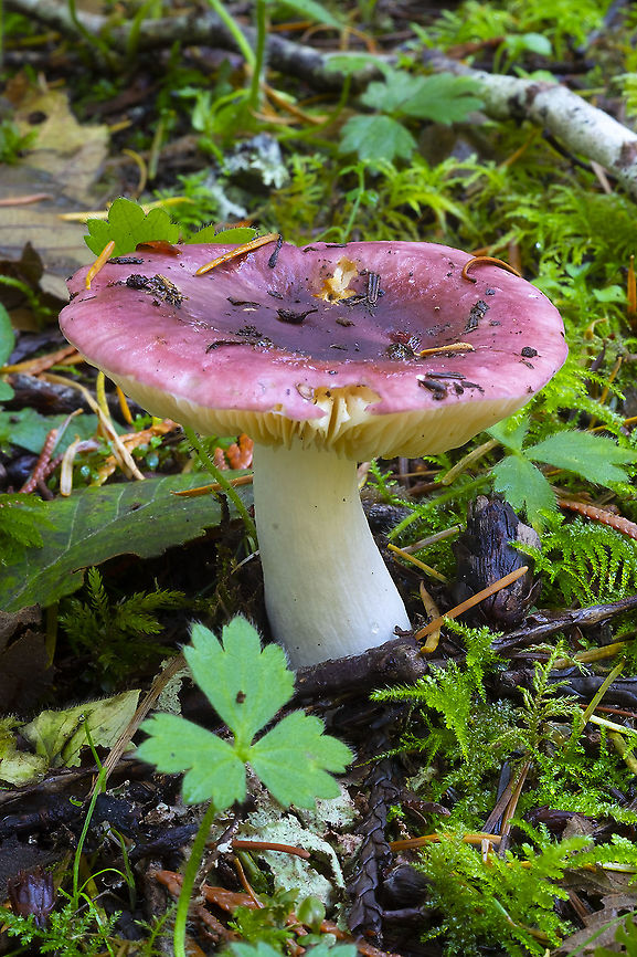 Purple/red Russula  Fall,Geotagged,United States