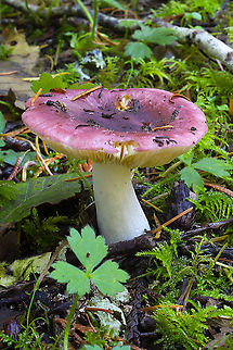 Purple/red Russula  Fall,Geotagged,United States