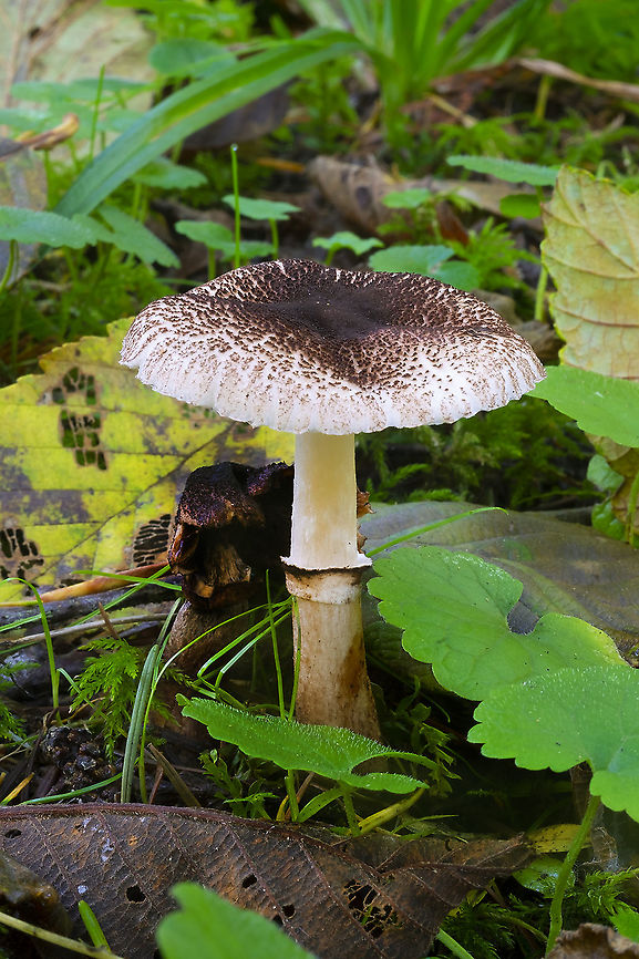 Lepiota felina  Fall,Geotagged,Lepiota felina,United States,cat dapperling