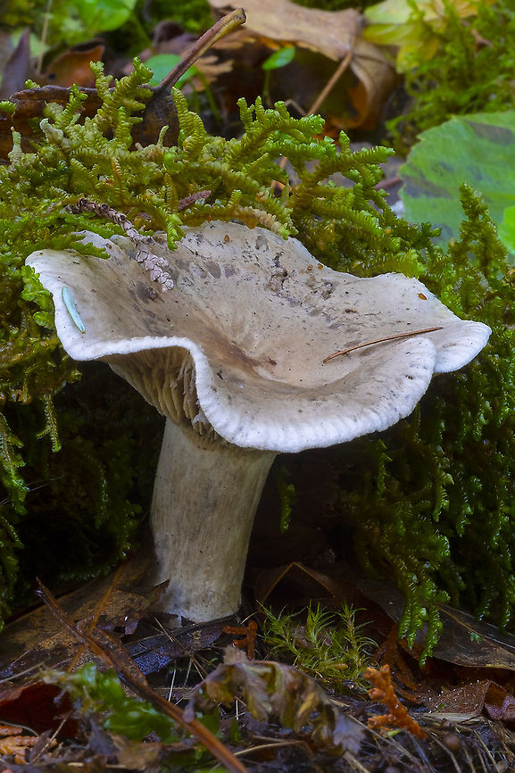 Cloud funnel  Clitocybe nebularis,Fall,Geotagged,United States