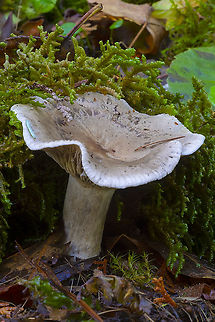 Cloud funnel  Clitocybe nebularis,Fall,Geotagged,United States