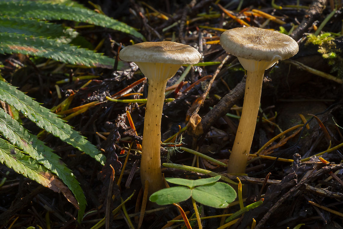Clitocybe trulliformis  Fall,Geotagged,United States,clitocybe trulliformis
