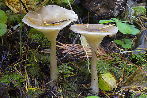 Clitocyboid  Fall,Geotagged,United States