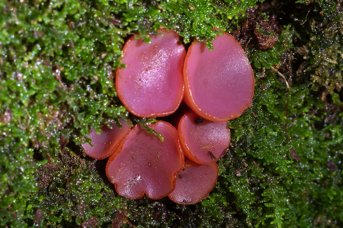 Jelly drops  Ascocoryne sarcoides,Fall,Geotagged,Jelly Drops,United States