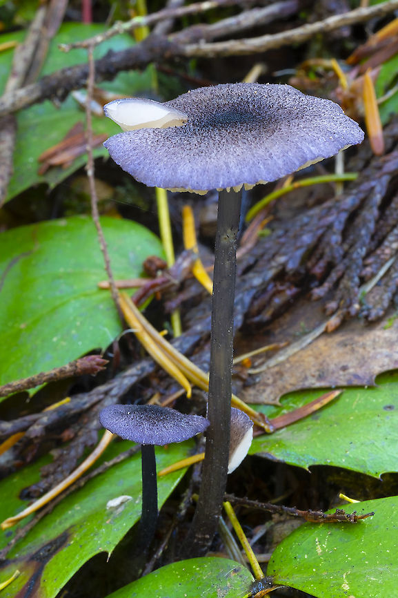 Leptonia subviduense grp not sure how many species make up this complex....  Fall,Geotagged,United States