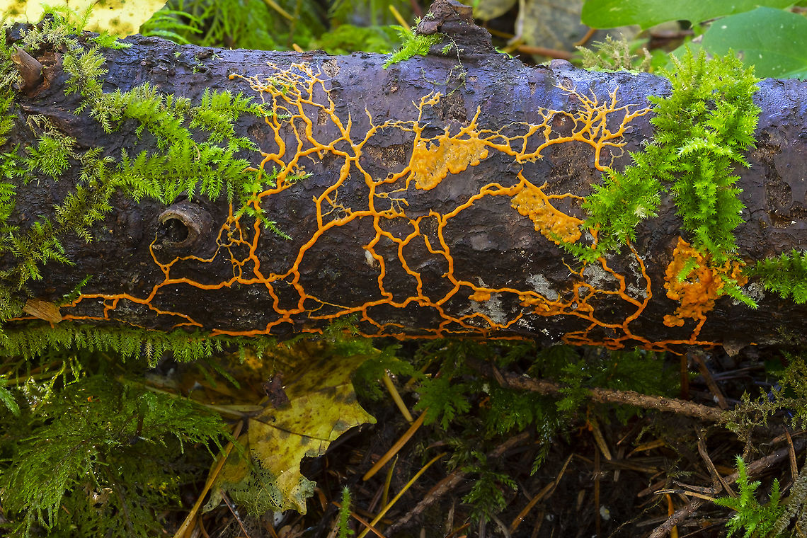 Many headed slime  Fall,Geotagged,Many-headed slime,Physarum polycephalum,United States