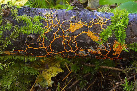 Many headed slime  Fall,Geotagged,Many-headed slime,Physarum polycephalum,United States