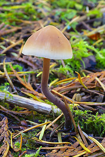 Macrocystidia cucumis