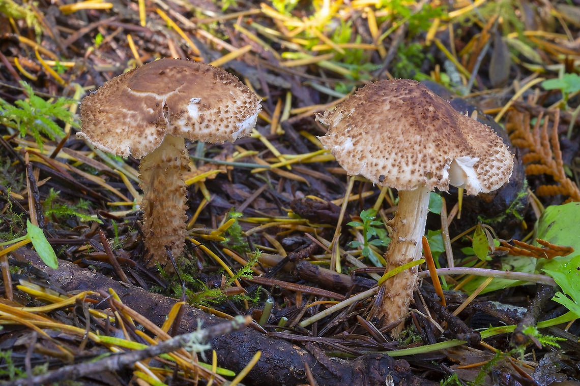 Pholiota terrestris  Fall,Geotagged,United States