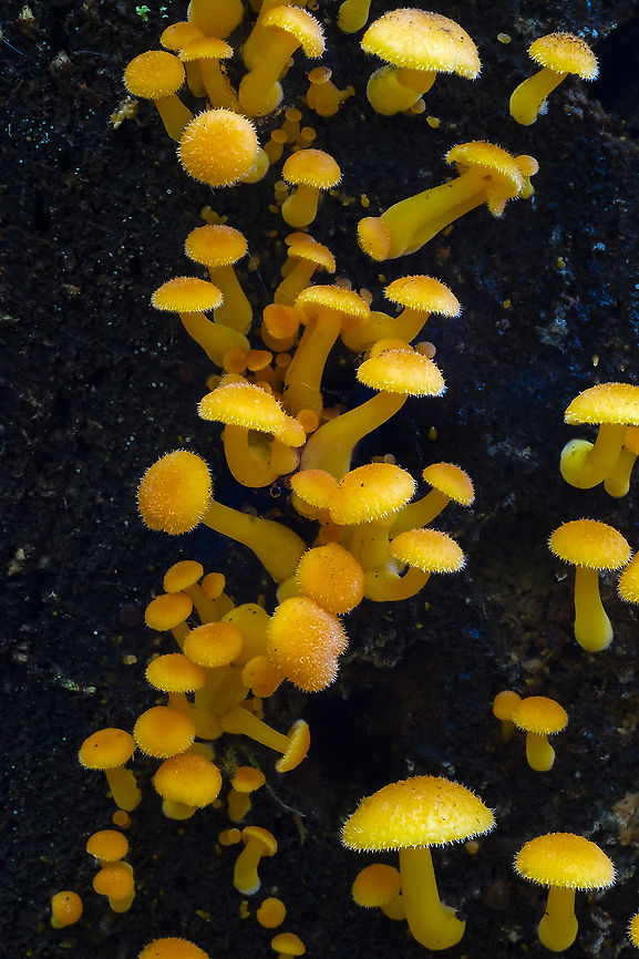 Chrysomphalina aurantiaca  Chrysomphalina aurantiaca