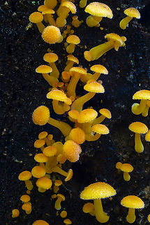 Chrysomphalina aurantiaca  Chrysomphalina aurantiaca