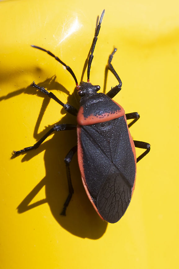 Bordered plant bug L cinches is the only species recorded in the PNW.  Fall,Geotagged,Largus cinctus,United States