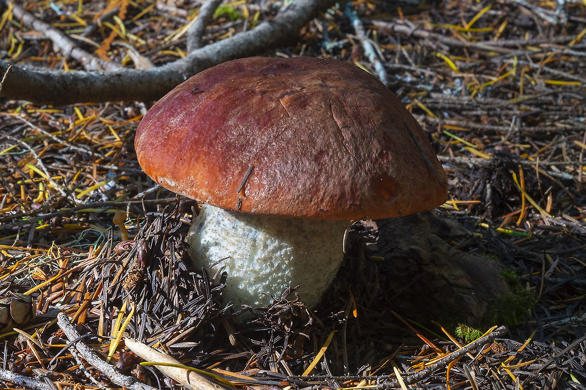 Leccinum ponderosum  Fall,Geotagged,Leccinum ponderosum,United States