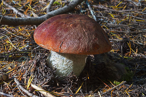 Leccinum ponderosum