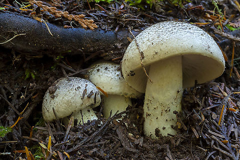 Tricholoma myomyces  Fall,Geotagged,Tricholoma myomyces,United States