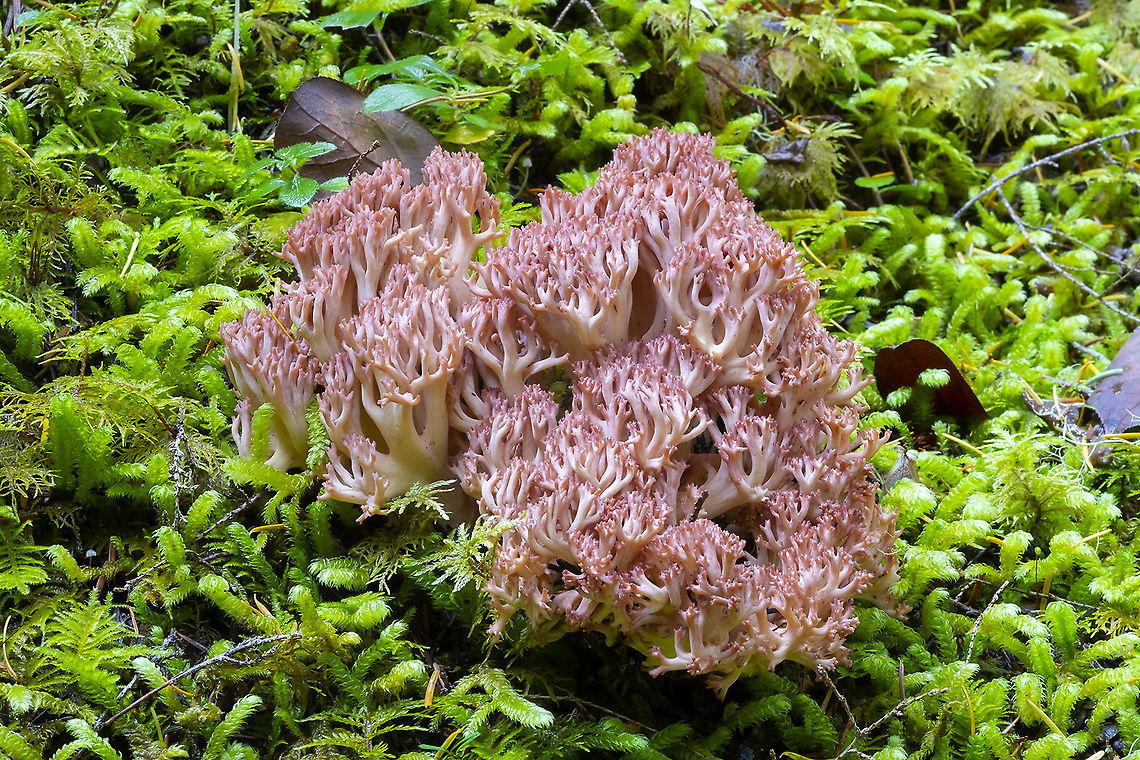 Pink tipped coral mushroom  Fall,Geotagged,United States
