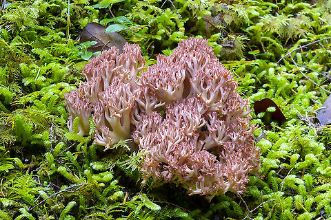 Pink tipped coral mushroom  Fall,Geotagged,United States