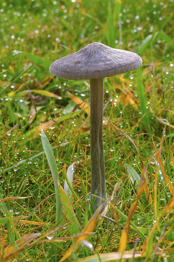 Silky pinkgill  Entoloma sericeum,Fall,Geotagged,Silky Pinkgill,United States